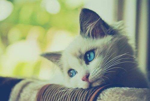 爱猫咪719 / 作者:蔷薇Jolie / 帖子ID:92875