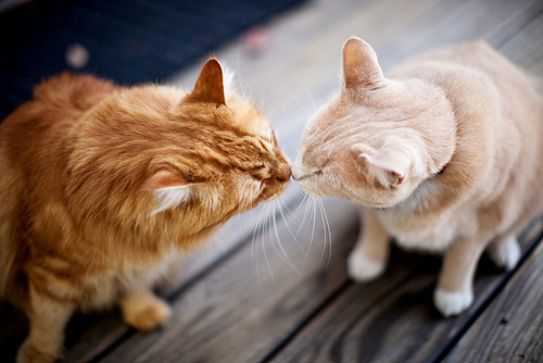 爱猫咪754 / 作者:蔷薇Jolie / 帖子ID:92875