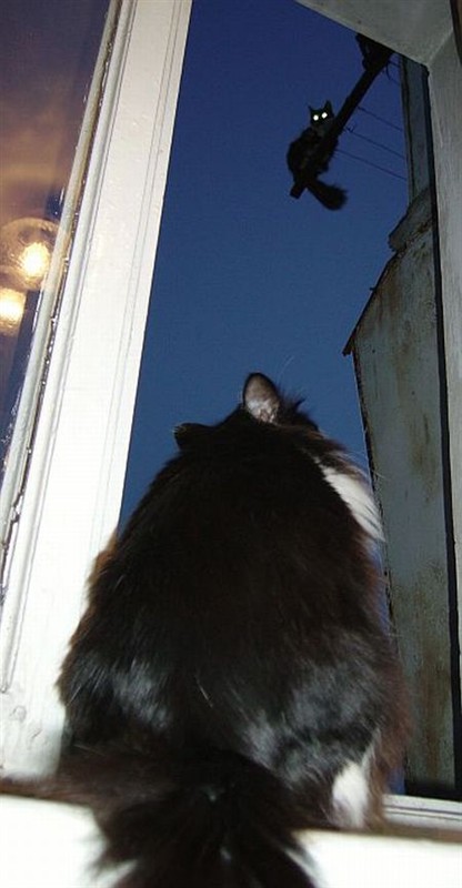 爱猫咪516 / 作者:蔷薇Jolie / 帖子ID:92875