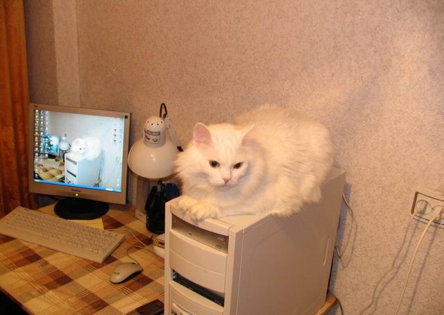 爱猫咪258 / 作者:蔷薇Jolie / 帖子ID:92875