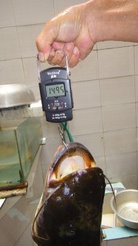 新人报道，请师哥师姐们多多关照！955 / 作者:愤怒的钞票 / 帖子ID:93351