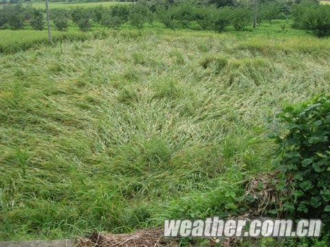 恭城局部遭受大风袭击 部分水稻倒伏798 / 作者:茶城路人 / 帖子ID:93521