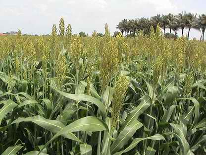 恭城有人要高粱摆，大量出售啊！！919 / 作者:只为一点点 / 帖子ID:93638