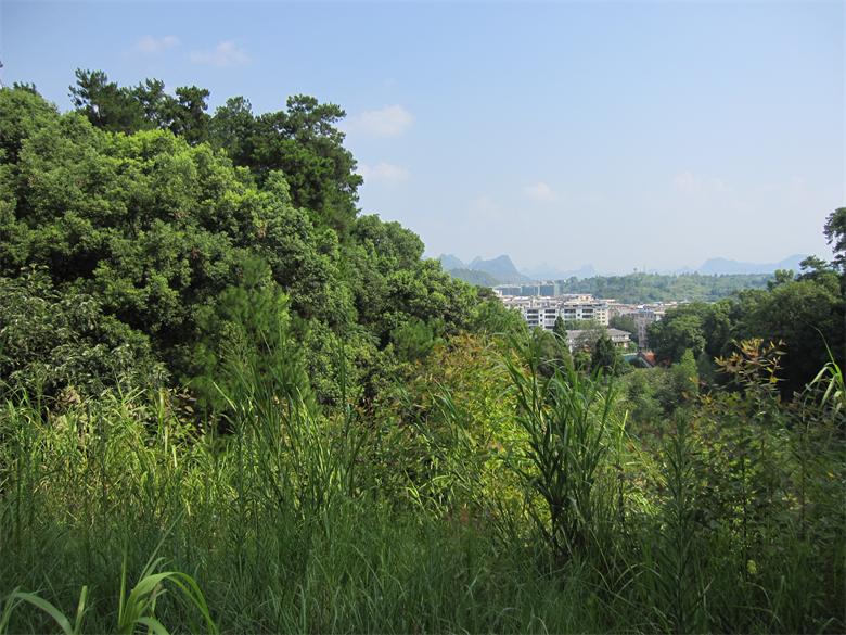 【今日话题】赶恭城闹子 找到个约会避暑的好地方507 / 作者:雨后彩虹 / 帖子ID:93809