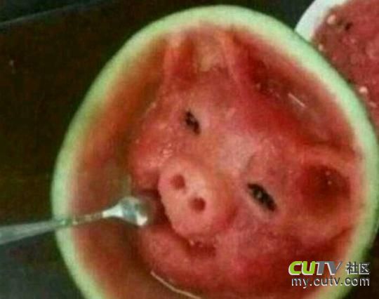 【今日吐槽8.5】西瓜菌很忙497 / 作者:结局、丆過如此 / 帖子ID:93857