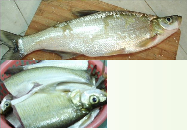 化老师谈野钓鲤鱼635 / 作者:简单 / 帖子ID:93827