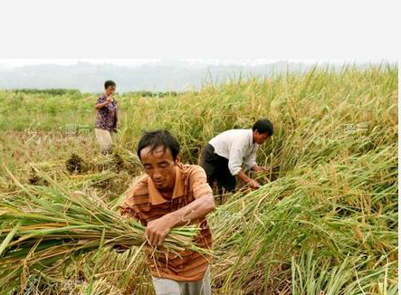 立秋112 / 作者:雨后彩虹 / 帖子ID:93995