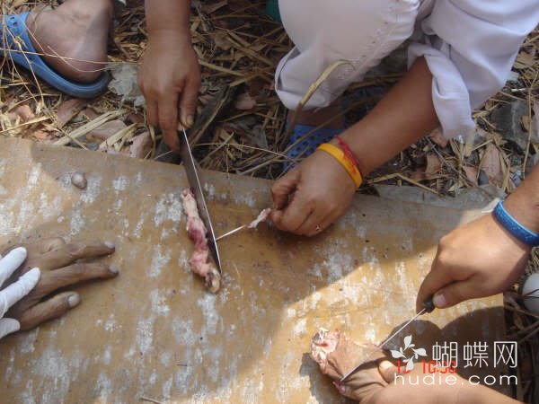 吃肉了978 / 作者:恭城蚂蜂 / 帖子ID:94016