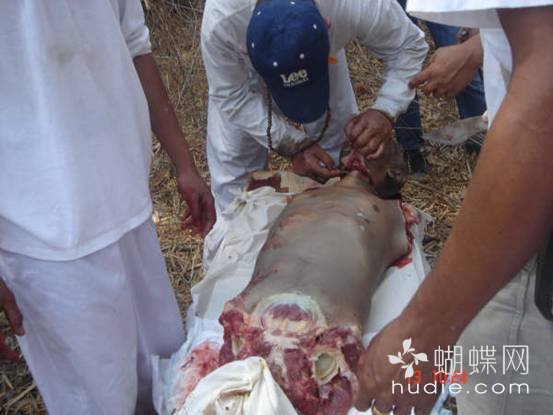 吃肉了438 / 作者:恭城蚂蜂 / 帖子ID:94016