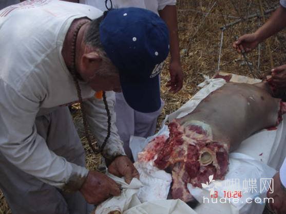 吃肉了844 / 作者:恭城蚂蜂 / 帖子ID:94016