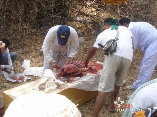 吃肉了570 / 作者:恭城蚂蜂 / 帖子ID:94016