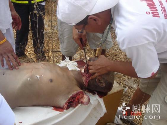 吃肉了452 / 作者:恭城蚂蜂 / 帖子ID:94016