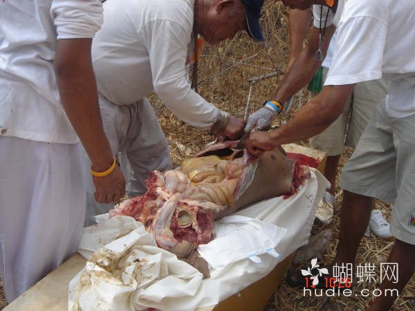 吃肉了0 / 作者:恭城蚂蜂 / 帖子ID:94016