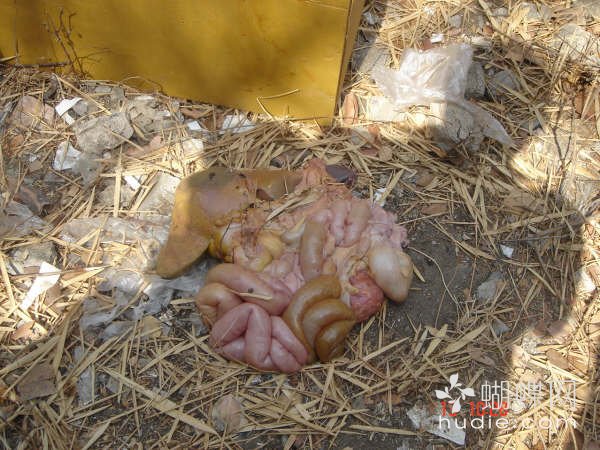 吃肉了605 / 作者:恭城蚂蜂 / 帖子ID:94016