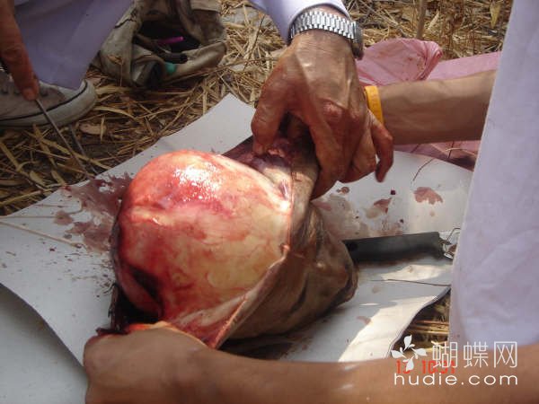 吃肉了992 / 作者:恭城蚂蜂 / 帖子ID:94016