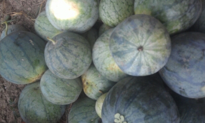 无聊就锤锤小西瓜722 / 作者:珍惜 / 帖子ID:94100