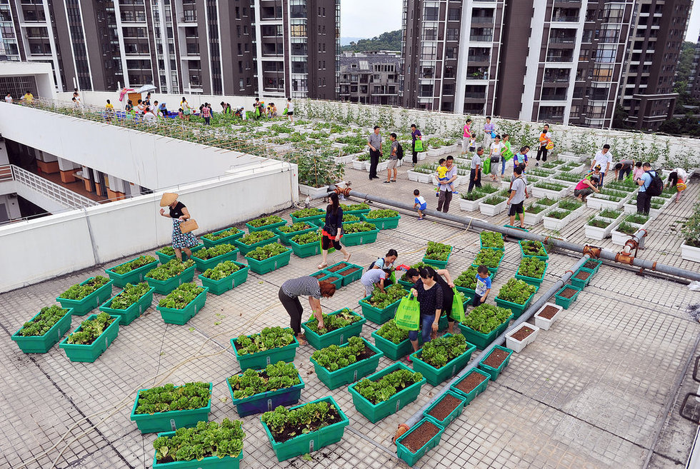 楼顶上的美景，看了会让你在自家楼顶搞起。118 / 作者:笑看$颩囩 / 帖子ID:94224