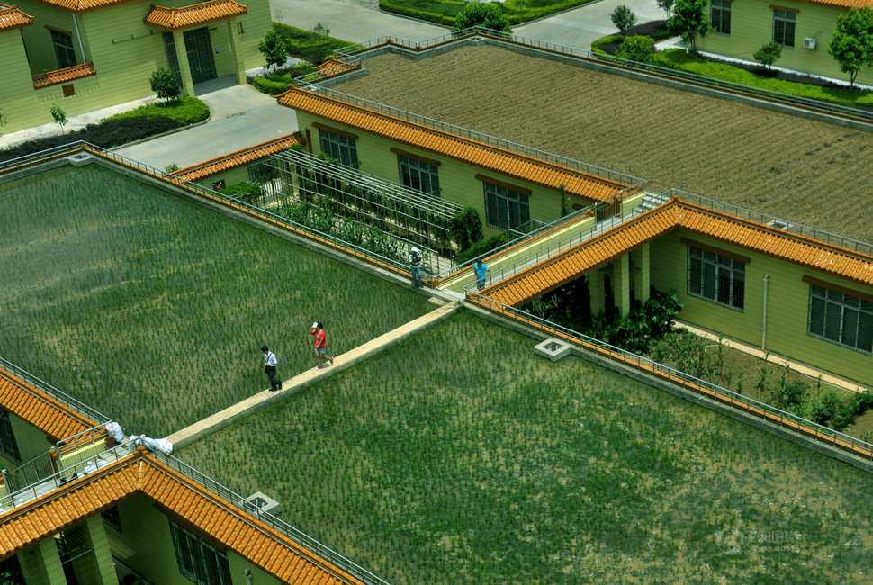 楼顶上的美景，看了会让你在自家楼顶搞起。757 / 作者:笑看$颩囩 / 帖子ID:94224