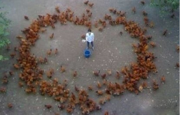 碉堡了！农村小伙率200只鸡求爱420 / 作者:颶_電_/li / 帖子ID:94395