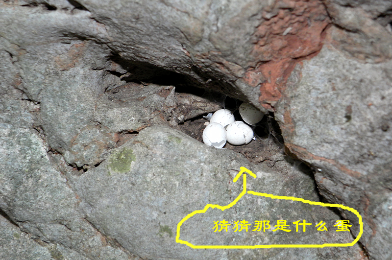 猜猜那是什么蛋？104 / 作者:柚子壳※ / 帖子ID:94764