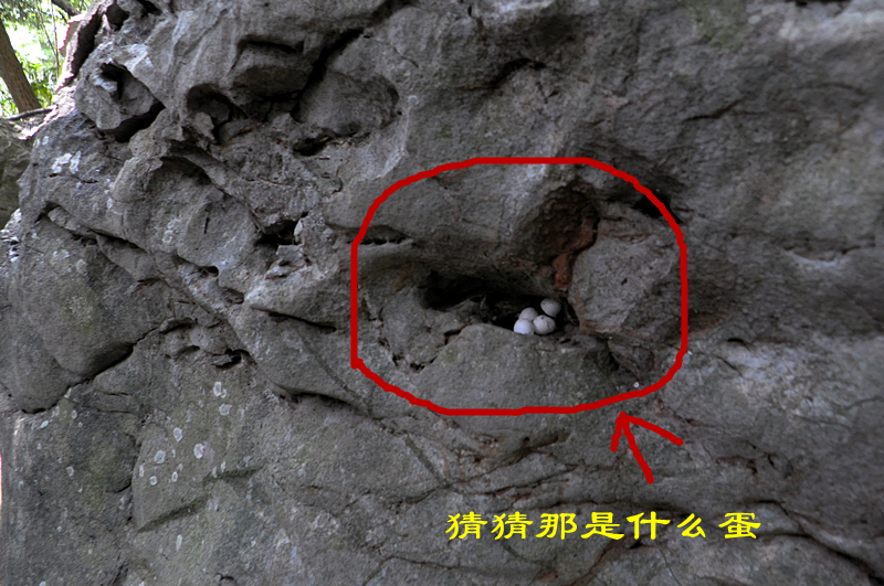 猜猜那是什么蛋？408 / 作者:柚子壳※ / 帖子ID:94764