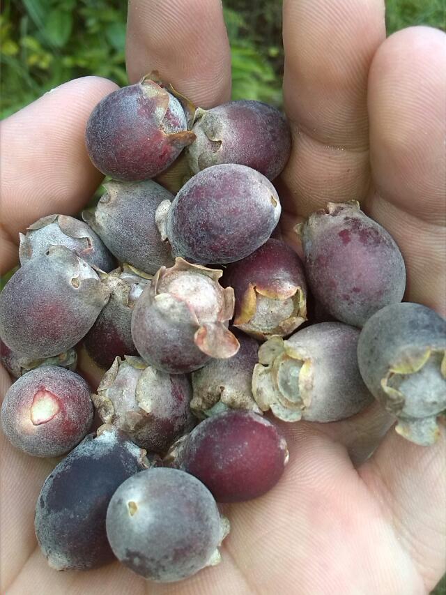 勾起童年的回忆356 / 作者:烟火的暧昧 / 帖子ID:94805