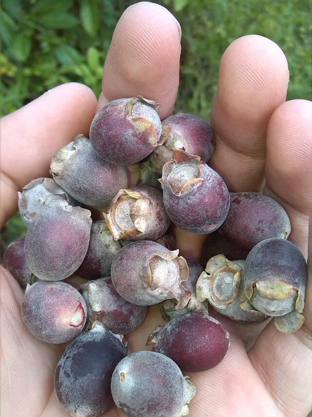 勾起童年的回忆474 / 作者:烟火的暧昧 / 帖子ID:94805