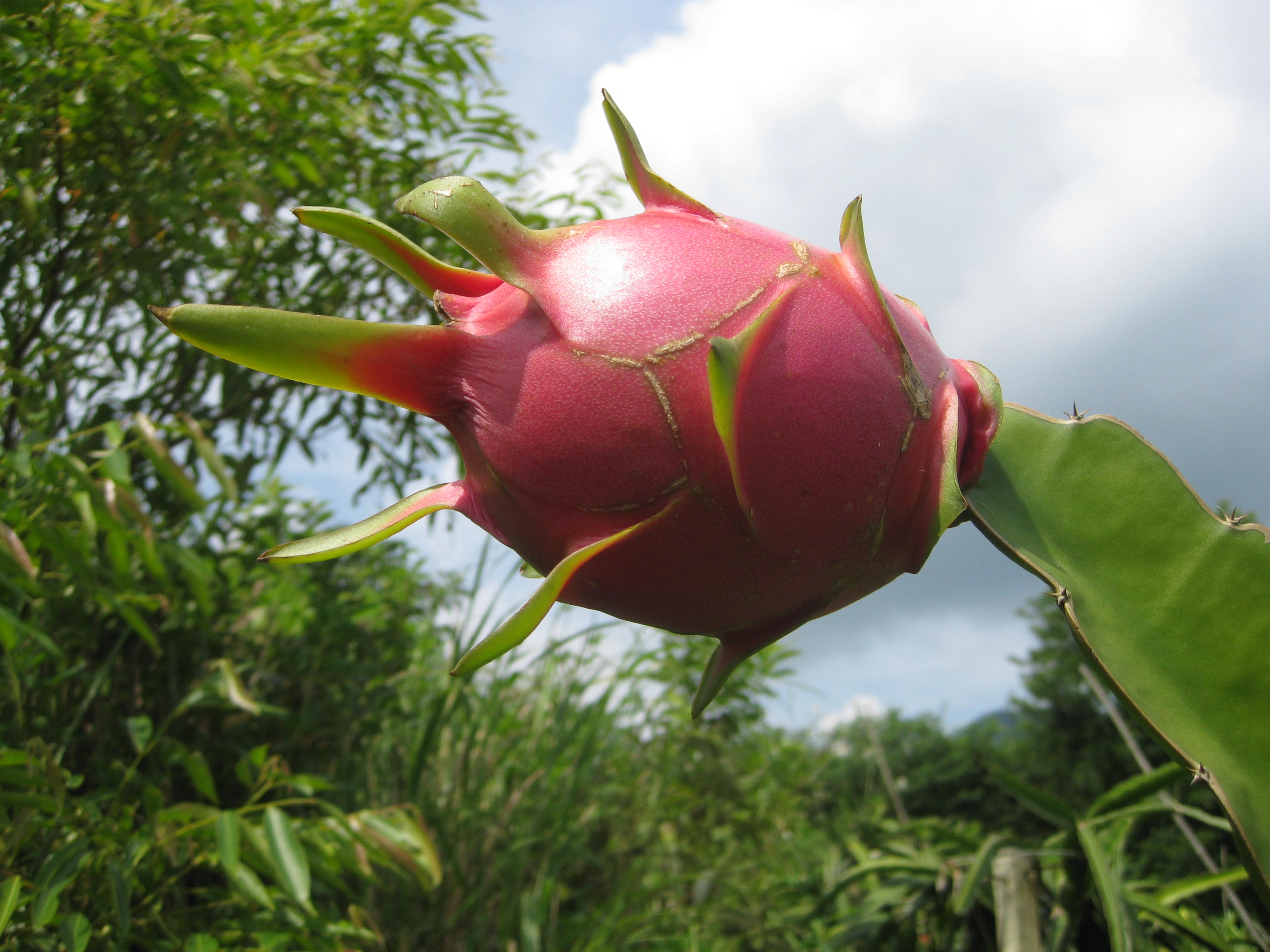 开心的周末602 / 作者:东方思雨 / 帖子ID:94846