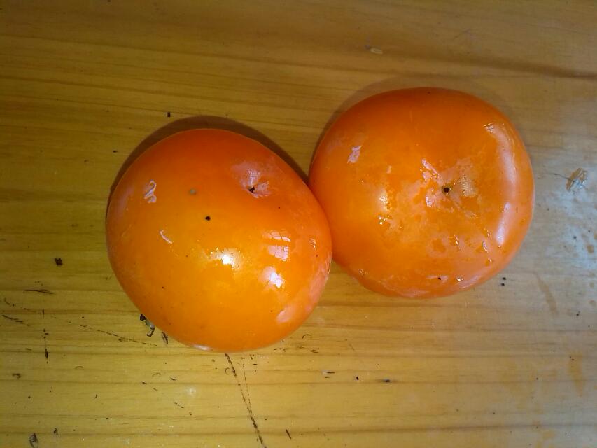 柿子熟了.....616 / 作者:烟火的暧昧 / 帖子ID:95679