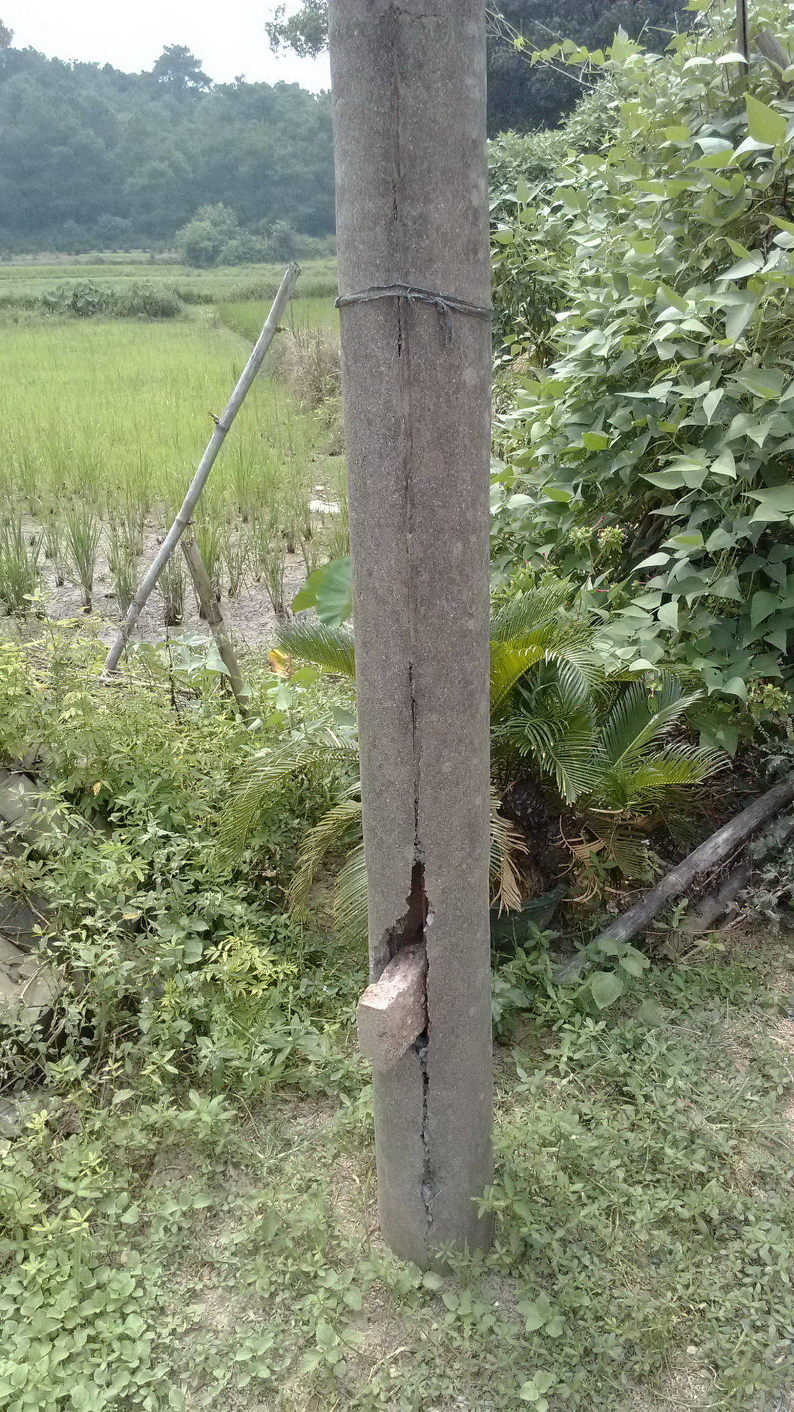 关注一下栗木高岭鱼鳞塘农村电网。499 / 作者:天上人间 / 帖子ID:95776