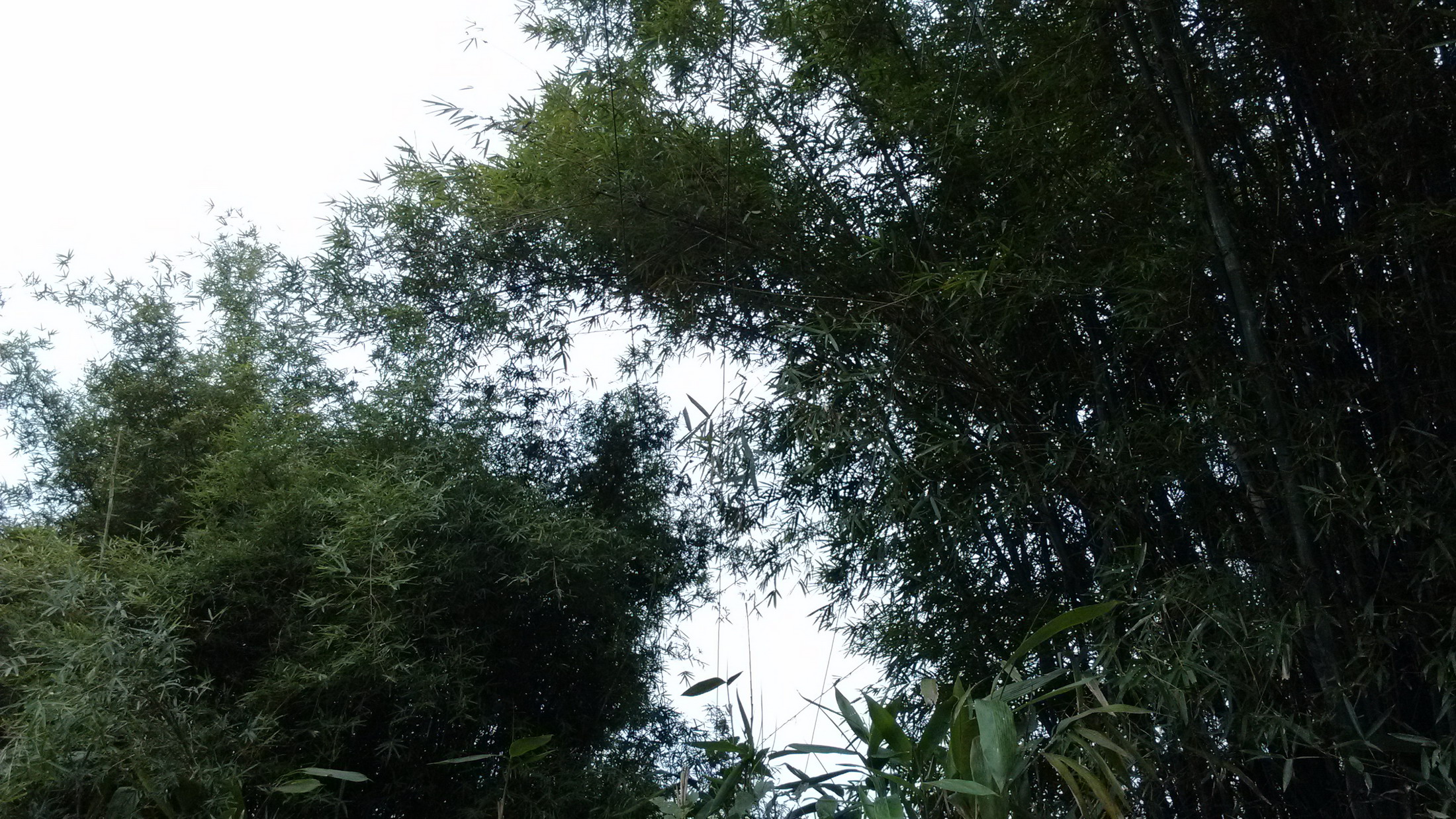 关注一下栗木高岭鱼鳞塘农村电网。189 / 作者:天上人间 / 帖子ID:95776