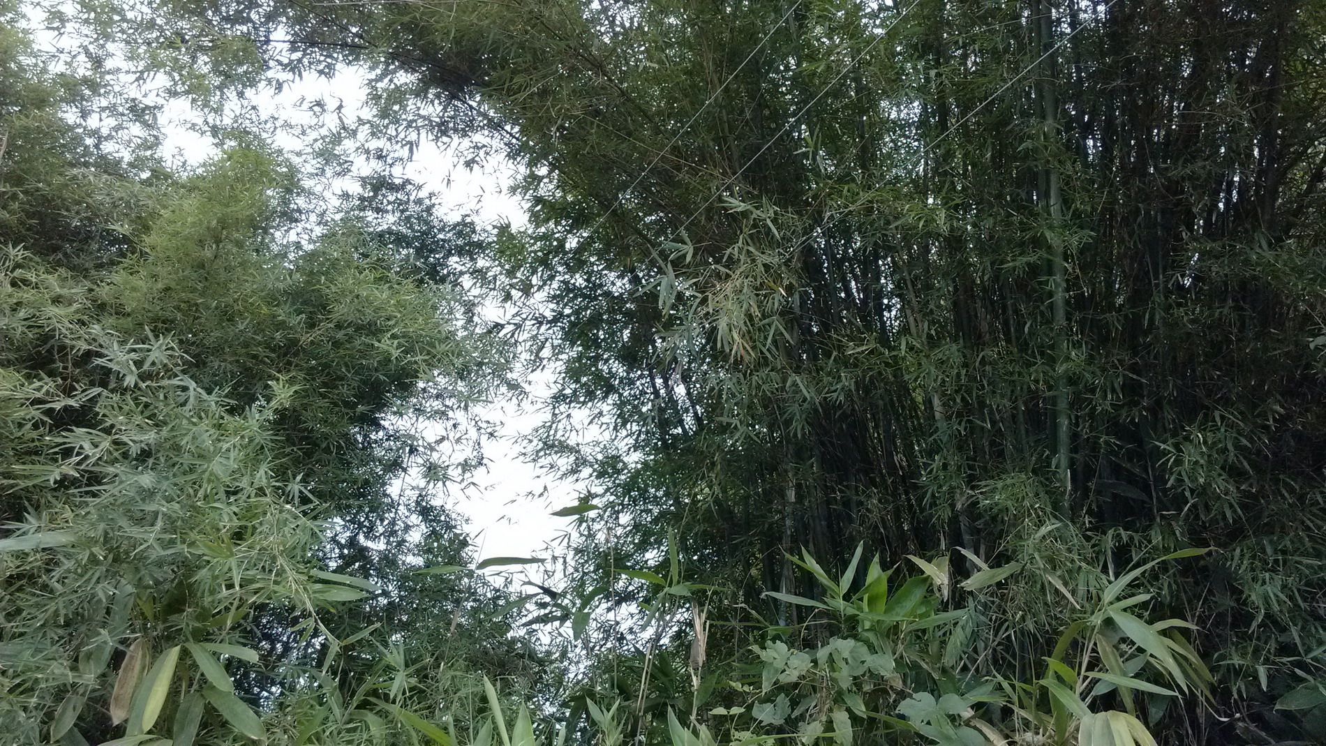 关注一下栗木高岭鱼鳞塘农村电网。606 / 作者:天上人间 / 帖子ID:95776