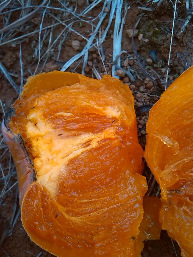 dia 口水了摆？358 / 作者:烟火的暧昧 / 帖子ID:96000