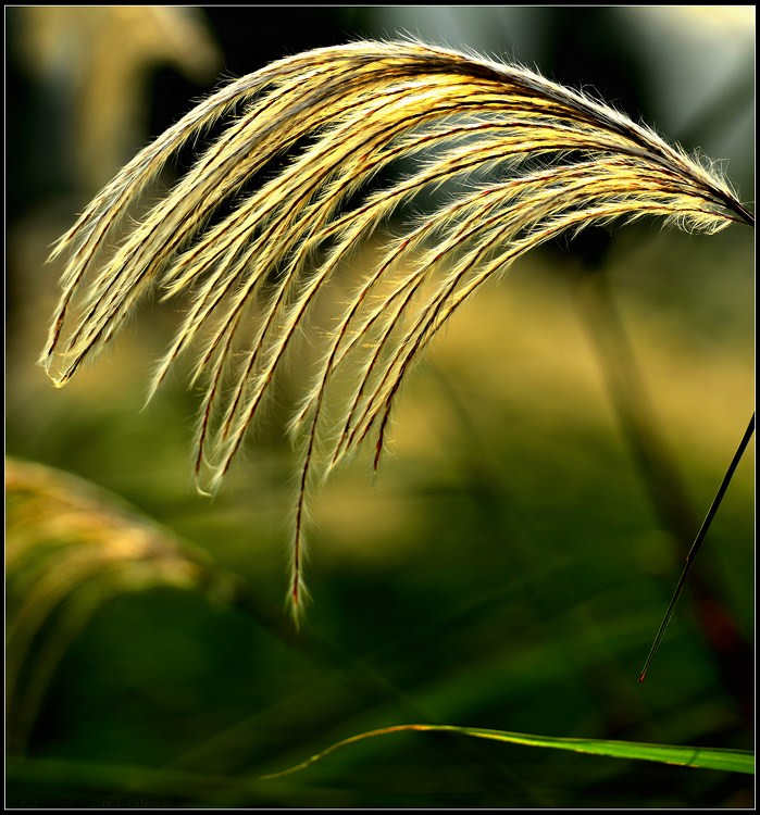 D800试拍芦苇草407 / 作者:新乐文化传媒 / 帖子ID:96504