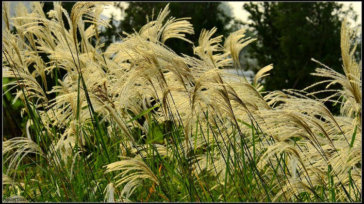 D800试拍芦苇草941 / 作者:新乐文化传媒 / 帖子ID:96504
