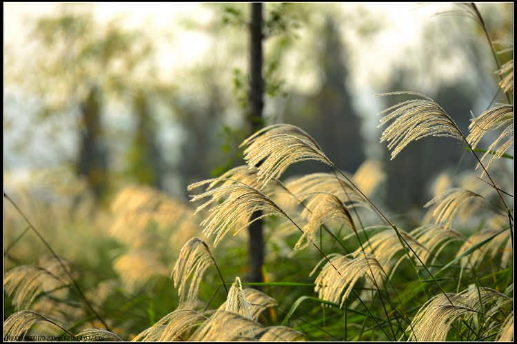 D800试拍芦苇草531 / 作者:新乐文化传媒 / 帖子ID:96504