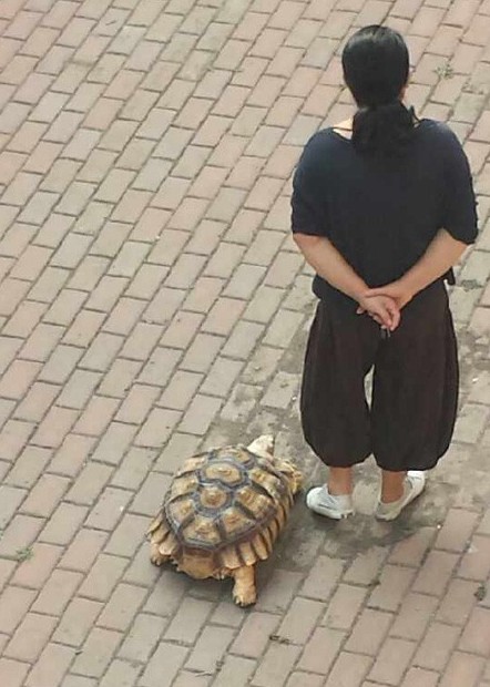 中年女子马路上遛大乌龟 惊呆小伙伴817 / 作者:排排坐分果果 / 帖子ID:96531