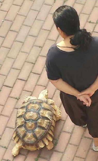 中年女子马路上遛大乌龟 惊呆小伙伴29 / 作者:排排坐分果果 / 帖子ID:96531