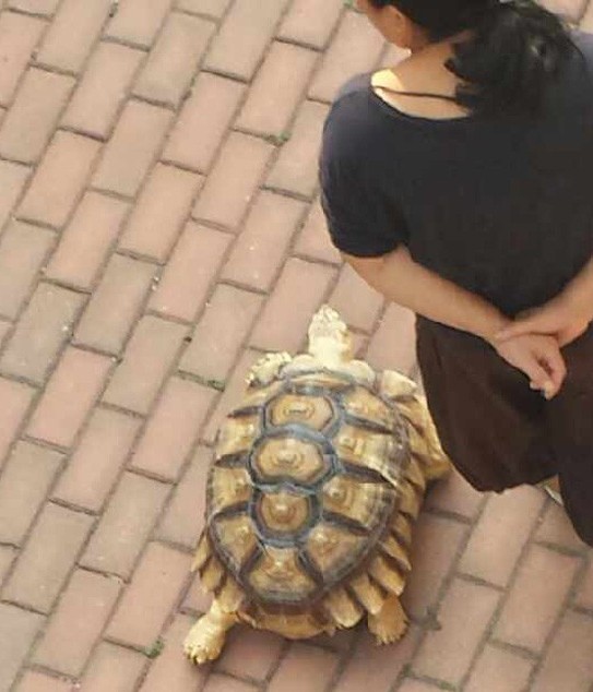中年女子马路上遛大乌龟 惊呆小伙伴436 / 作者:排排坐分果果 / 帖子ID:96531