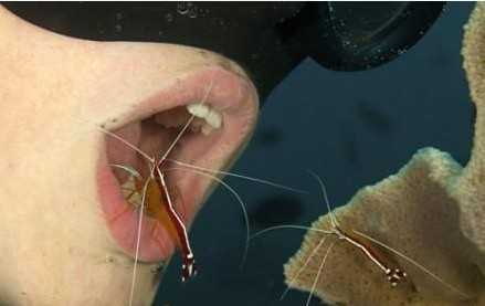 牛掰！男孩模仿鱼类 潜入水中让虾洁牙661 / 作者:狗掰涛 / 帖子ID:96605