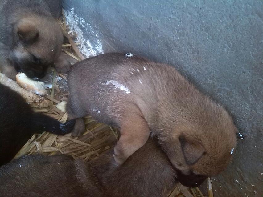 狗狗蛋糕战800 / 作者:烟火的暧昧 / 帖子ID:96834