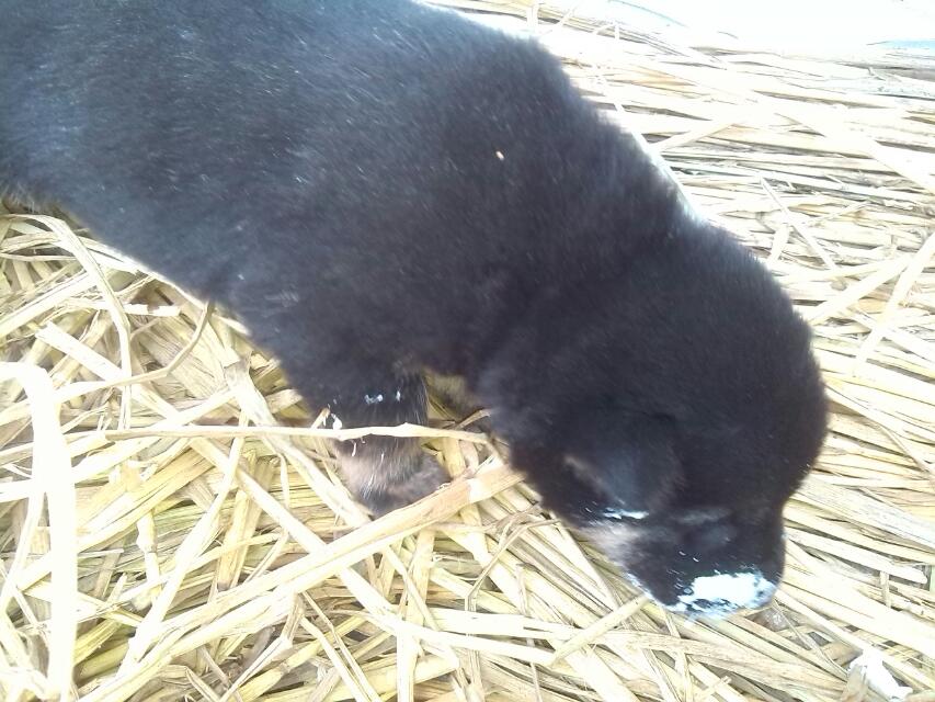 狗狗蛋糕战693 / 作者:烟火的暧昧 / 帖子ID:96834