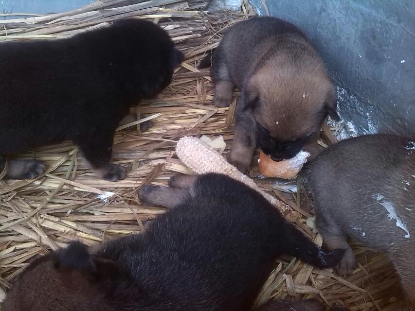 狗狗蛋糕战899 / 作者:烟火的暧昧 / 帖子ID:96834