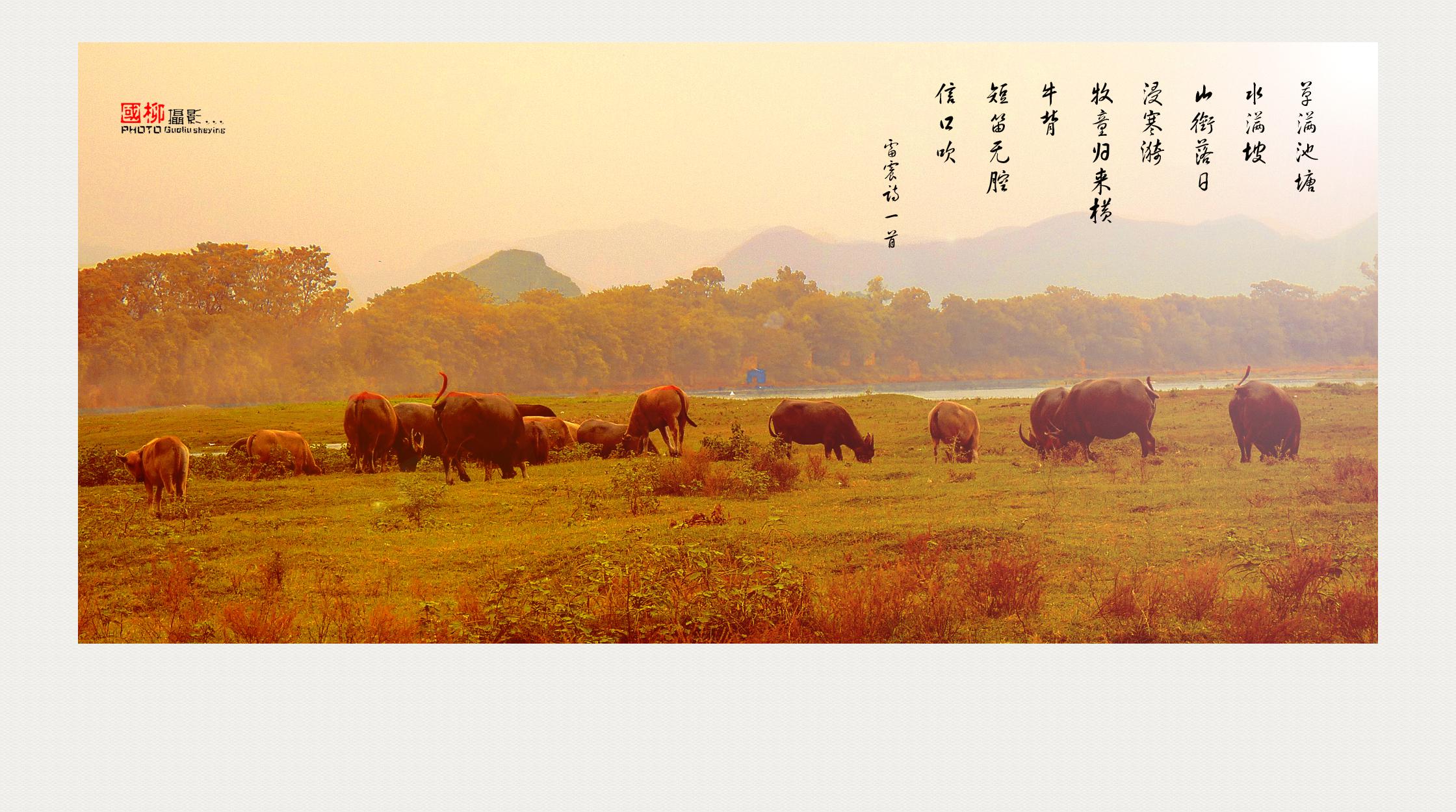 深秋牧牛图555 / 作者:与孤独共舞 / 帖子ID:96839