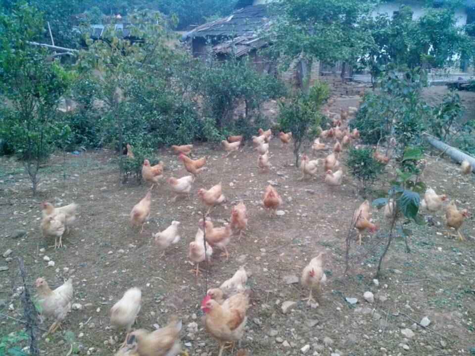 瑶山土鸡照片711 / 作者:镜中花 / 帖子ID:97004