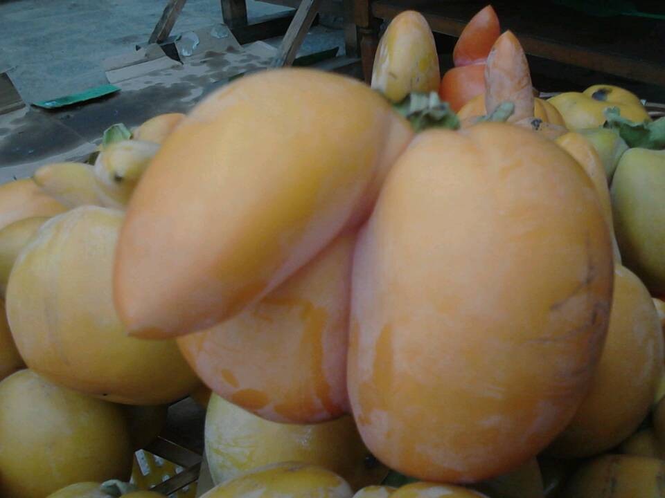 昨天红岩看到的JJ果，呵呵956 / 作者:飞天鼠 / 帖子ID:97044