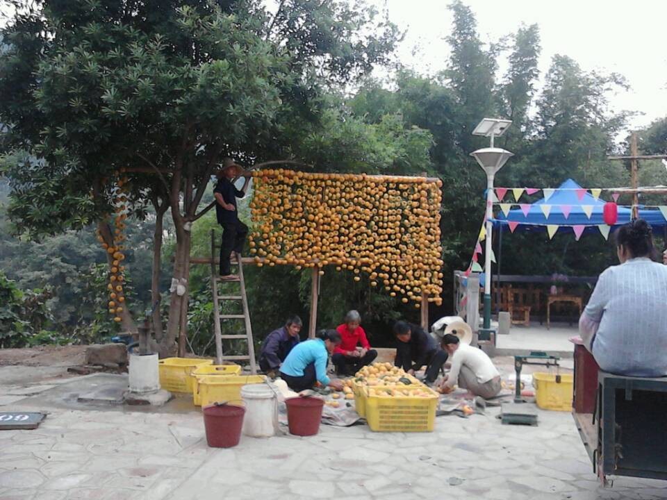 昨天红岩看到的JJ果，呵呵92 / 作者:飞天鼠 / 帖子ID:97044