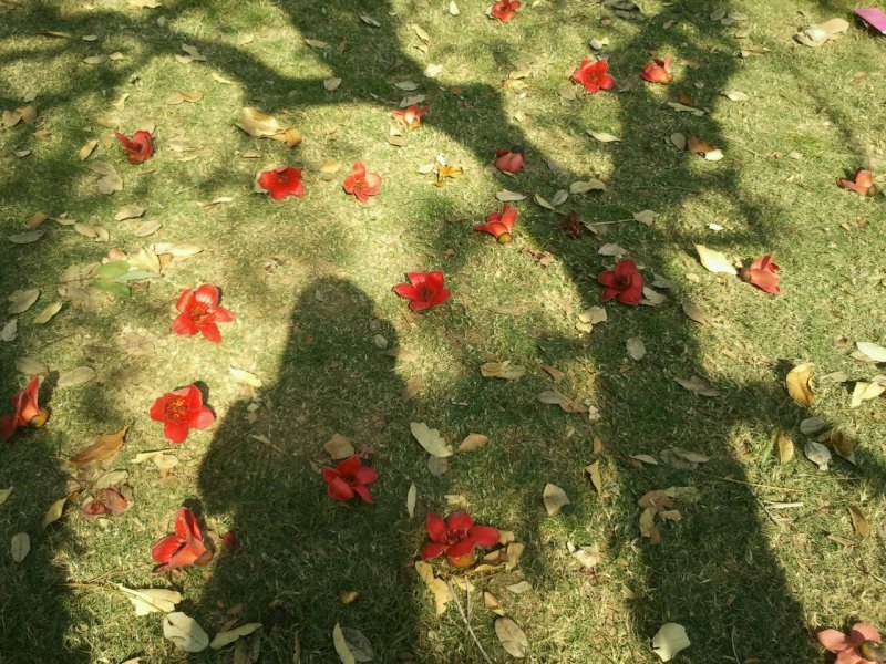 公园系列(12)123 / 作者:晚上的蜻蜓 / 帖子ID:97196