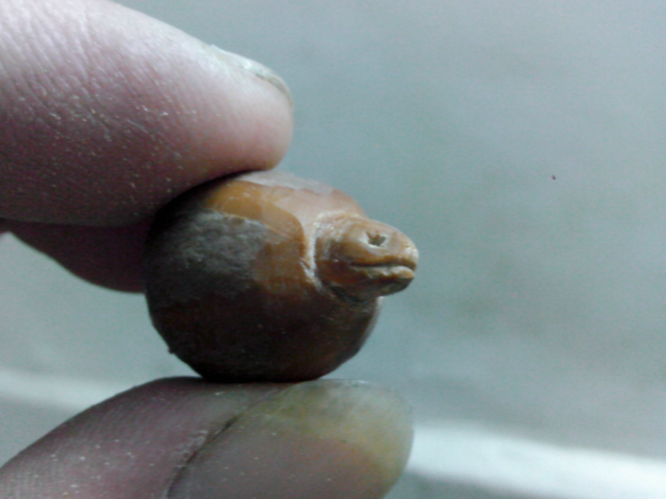 乌龟！！294 / 作者:排散 / 帖子ID:97205