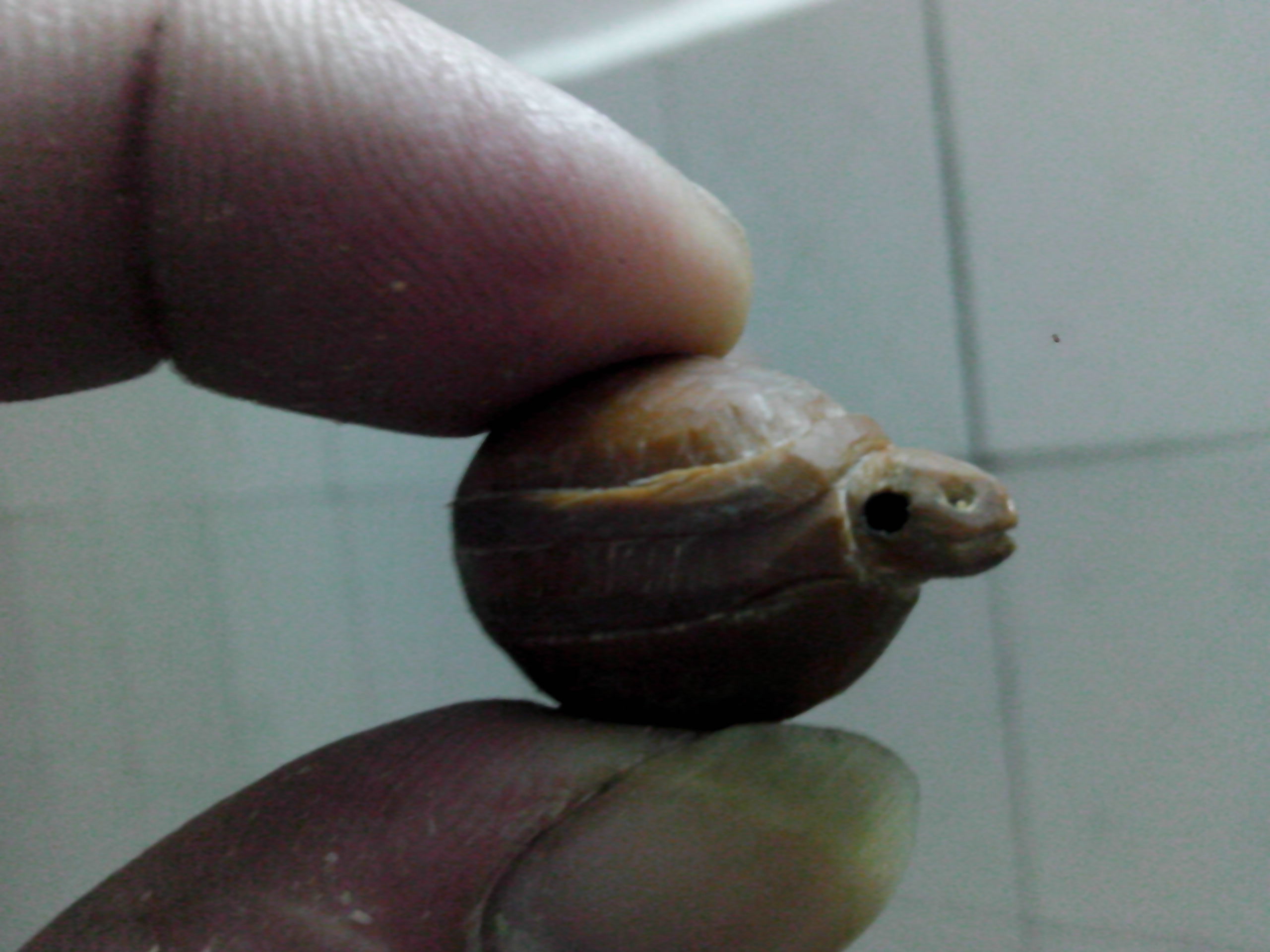 乌龟！！169 / 作者:排散 / 帖子ID:97205